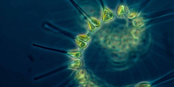 Biology Safety For International Baccalaureate (IB) Students