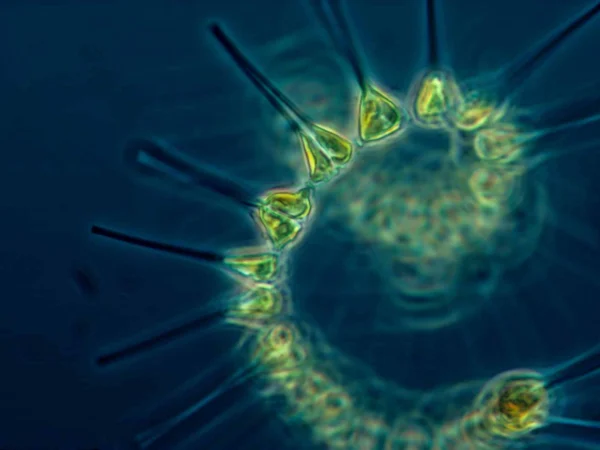 Biology Safety For International Baccalaureate (IB) Students