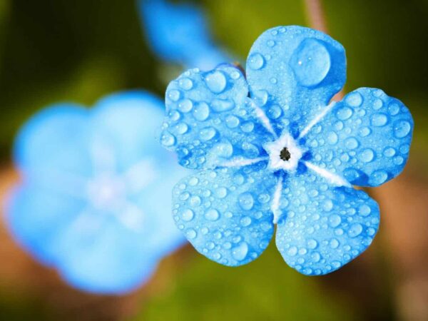 Close-up of a blue flower covered in water droplets