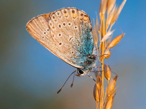 Butterfly perched on a dry grass stem against a blue sky