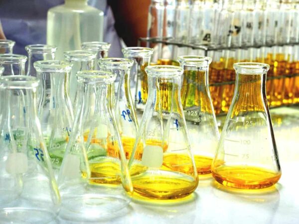 Rows of conical flasks holding yellow liquid in a laboratory