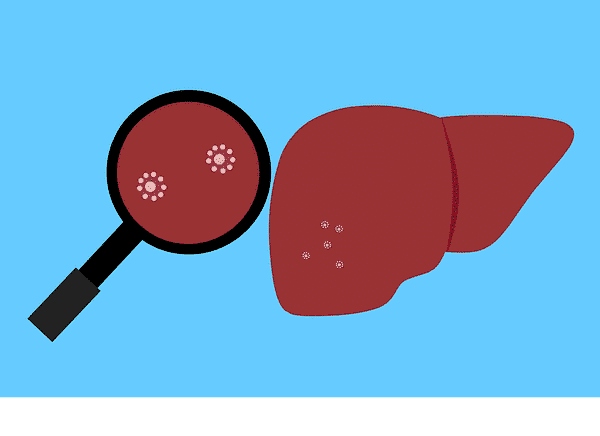 Illustration of a liver beside a magnifying glass showing magnified cells