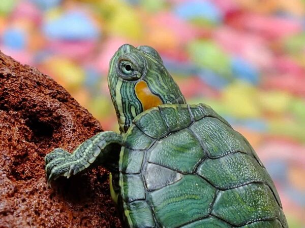 A turtle climbing over a rock in front of a colourful blurred background