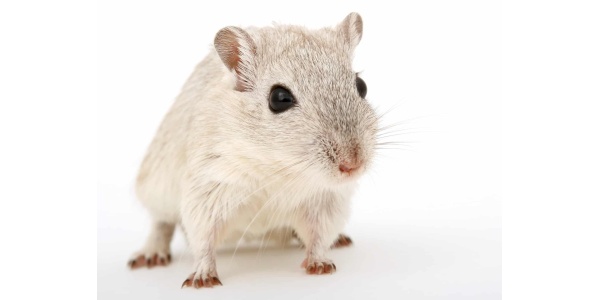 Animals in the Classroom