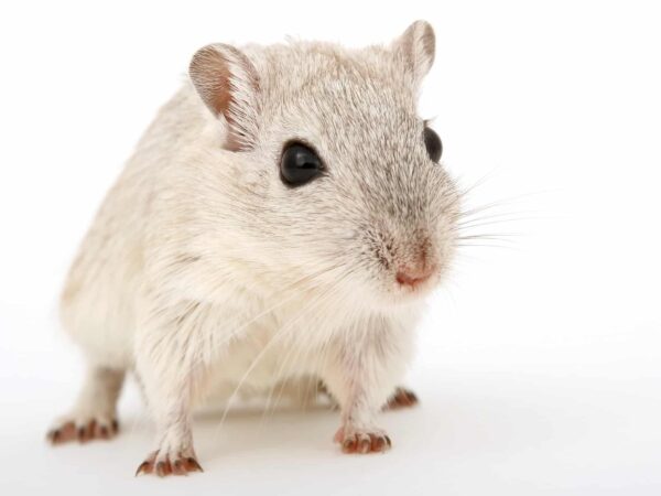 Small white rodent on a white background