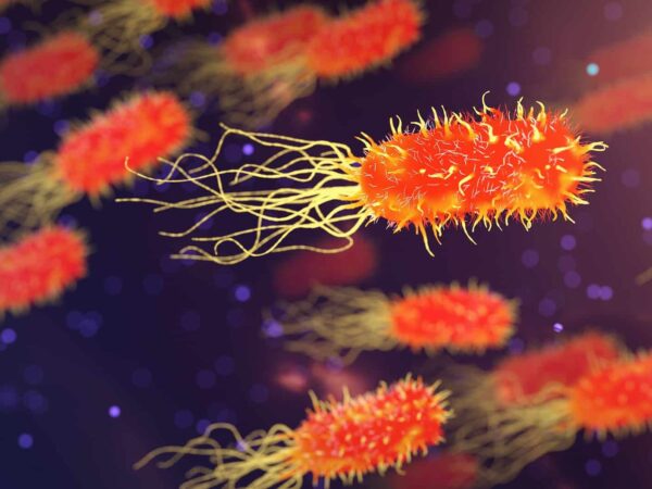 Illustration of rod-shaped bacteria with hair-like flagella