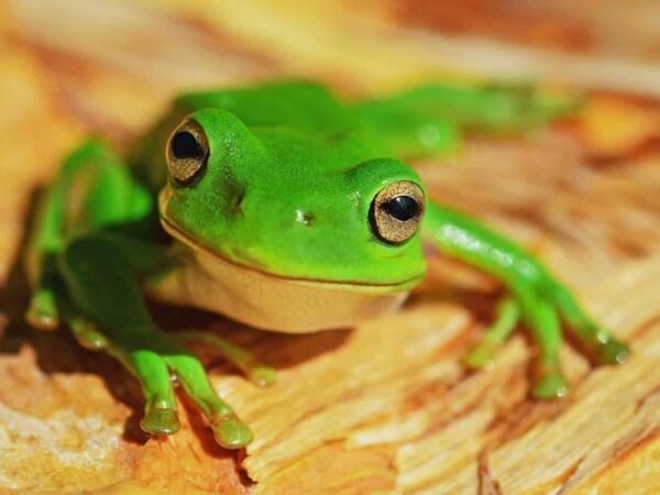 Green tree frog resting on a wooden surface