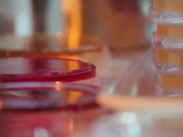 Close-up of a petri dish holding red liquid in a laboratory