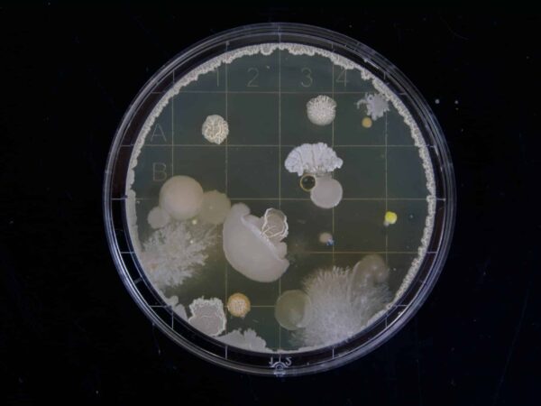 michael-schiffer-13UugSL9q7A-unsplash | Science Safety