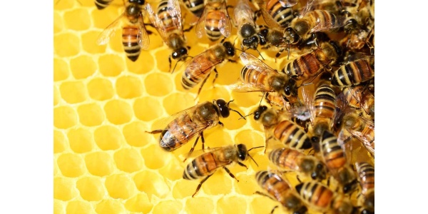 Anaphylaxis