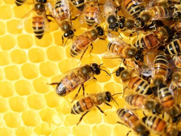 Honeybees crawling over a honeycomb